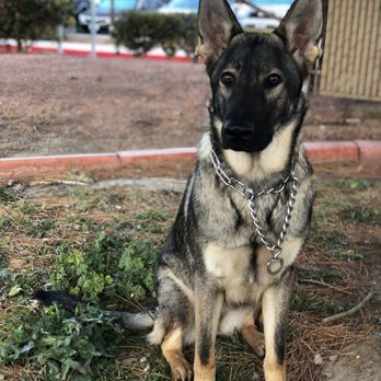 Sunset Park - German Shepherd - Dog Parks Near Me - Las Vegas, Nevada