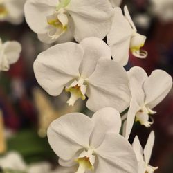 Ralphs - Orchids