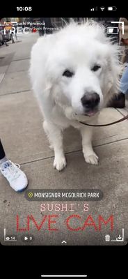 Msgr. McGolrick Park by null