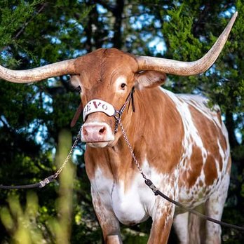 The Texan - a brown and white cow with long horns - Convenience Stores Near Me - Victoria, Texas The Texan - a brown and white cow with long horns - Convenience Stores Near Me - Victoria, Texas