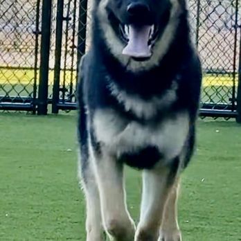Big Dog Ranch Rescue - Animal Shelters Near Me - Loxahatchee, Florida