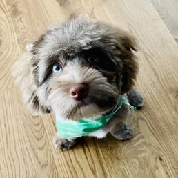 Puppy haircut! Puppy haircut!