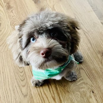 Fur Babies Salon - Puppy haircut! - Pet Groomers Near Me - Kansas City, Missouri Fur Babies Salon - Puppy haircut! - Pet Groomers Near Me - Kansas City, Missouri