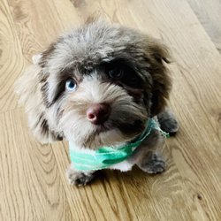 Fur Babies Salon - Puppy haircut!