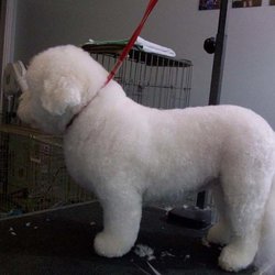 Heads To Tails Pet Grooming - Photo