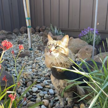 Flatstone Landscaping - Happy with new yard! - Landscaping Near Me - San Jose, California