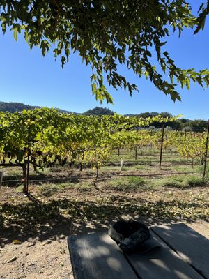 Amista Vineyards by null