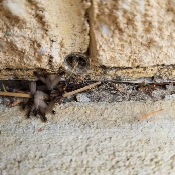 Sure Kill Pest Elimination - Pest Control Near Me - Stedman, North Carolina
