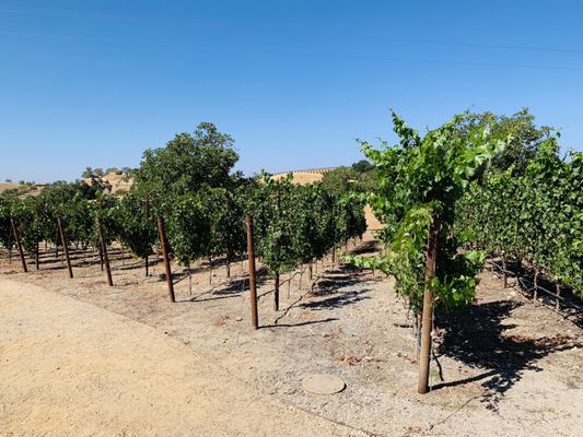Adelaida Vineyards and Winery by null