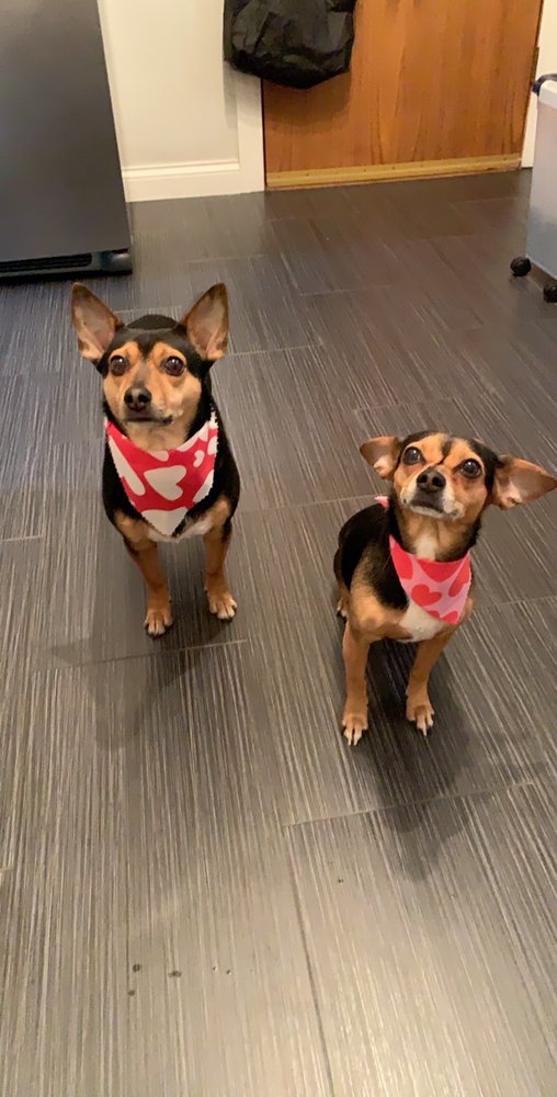 RUBADUB DOG Updated August 2024 35 Photos & 58 Reviews 6141 N