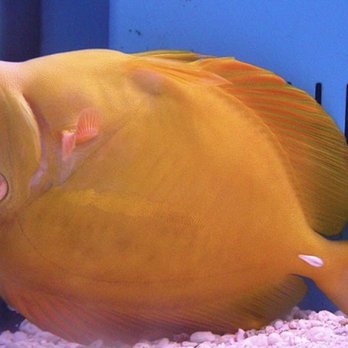 The Barrier Reef - Died yellow tang - Local Fish Stores Near Me - Boca Raton, Florida The Barrier Reef - Died yellow tang - Local Fish Stores Near Me - Boca Raton, Florida