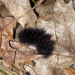 Georgetown Rowley State Forest - Caterpillar