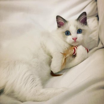 AdorableDolls Ragdolls - My toy! - Pet Breeders Near Me AdorableDolls Ragdolls - My toy! - Pet Breeders Near Me
