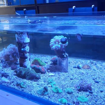 Coral Bite Aquarium - Local Fish Stores Near Me - San Juan, Puerto Rico