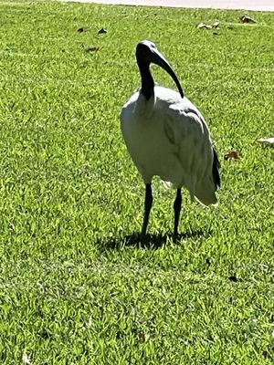 Hyde Park Barracks by null