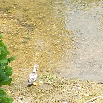 Rustic River Restaurant - Baby ducks - American Near Me - Tazewell, Tennessee Rustic River Restaurant - Baby ducks - American Near Me - Tazewell, Tennessee