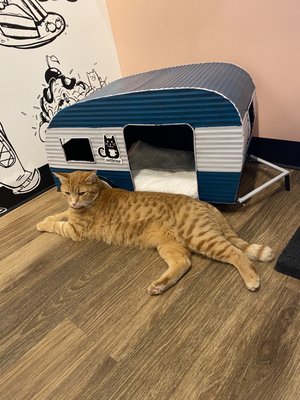 Catfeine Cat Cafe by null