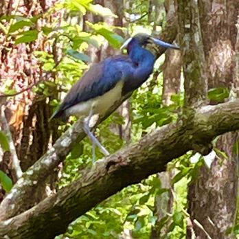 Rusty Anchor Mount Dora - Tri colored heron - Boat Tours Near Me - Mount Dora, Florida