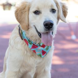 Golden Meadows Retrievers