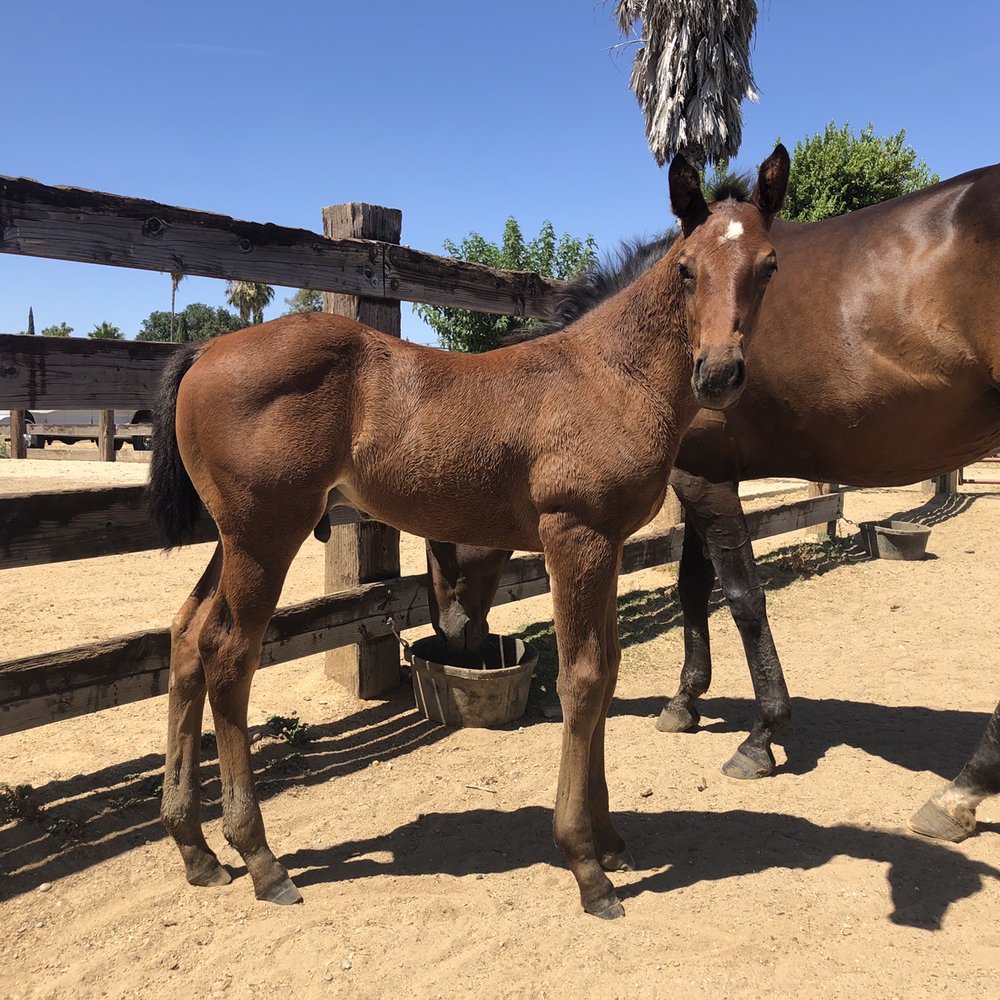Solano county fair horse racing (86) foto