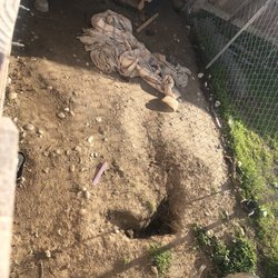 Kings County Animal Services - Hanford p.d and spca says this is better then you can buy