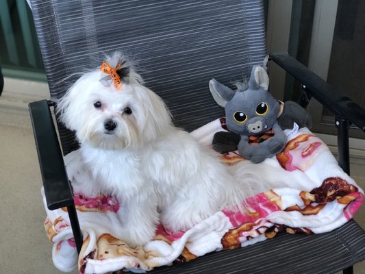 bonnie's pampered pets