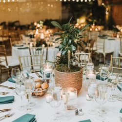 Robertson's Flowers & Events - Live plants