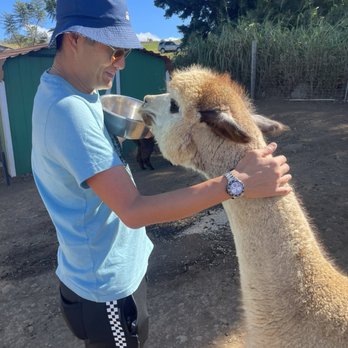 Maui Alpaca - Fun to feed and get to know! - Attraction Farms Near Me - Makawao, Hawaii Maui Alpaca - Fun to feed and get to know! - Attraction Farms Near Me - Makawao, Hawaii