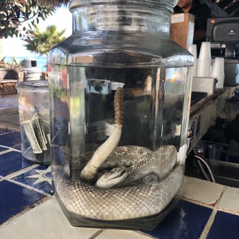 Las Rocas Resort - Snake infused tequila.  I didn't try it - Day Spas Near Me - Rosarito, BCN