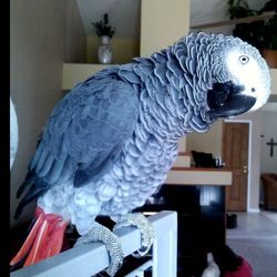 Casa and Critters - Big Daddy! African Grey