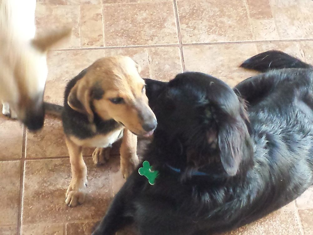 TLC Animal Rescue, PR Image