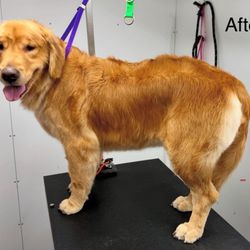 user provided Dog Wash Pros photo