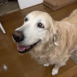 Saint Augustine Pet Grooming Salon