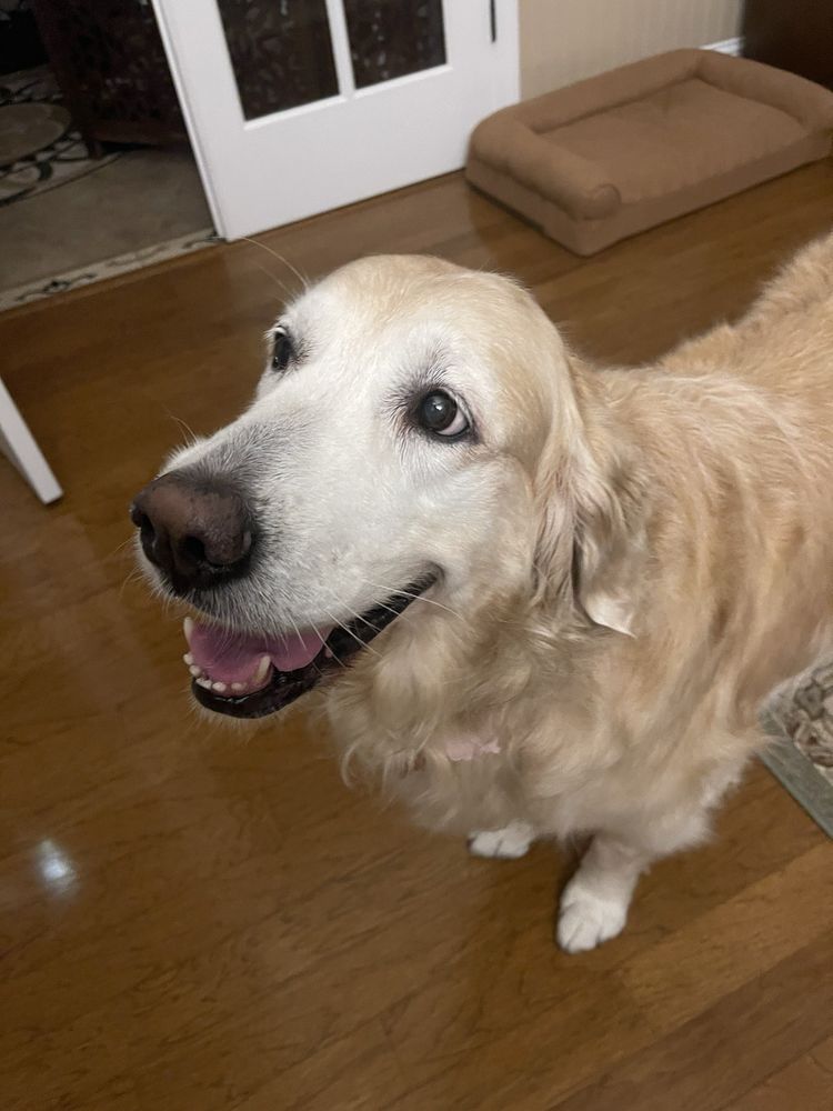 Saint Augustine Pet Grooming Salon Image