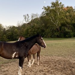 Kneipp Farm - Ample pasture time