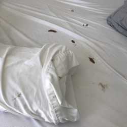 Maid To Clean Vacation Rentals - They are very detailed