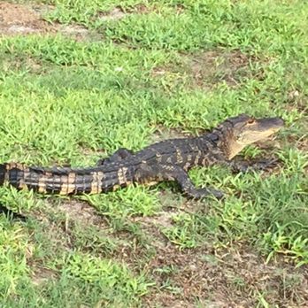 Saddlebrook Resort - Gator on the course! - Resorts Near Me - Wesley Chapel, Florida