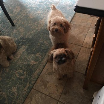 Click Pawsitive Family Pet Center - Pet Training Near Me - Okemos, Michigan Click Pawsitive Family Pet Center - Pet Training Near Me - Okemos, Michigan
