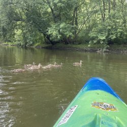 Burning River Adventures - Duck family crossing