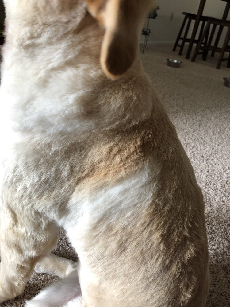 POOCHIES AND MUTTS 13 Photos & 10 Reviews 2701 N Packerland Dr