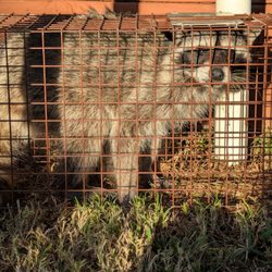 Always Available Animal Trapping