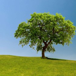 Colleen West, LMFT - Retreat for Psychotherapists March 6-8, 2020 Nicasio, CA