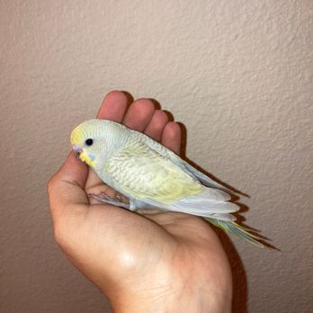 Ladybird Aviary - Pet Adoption Near Me