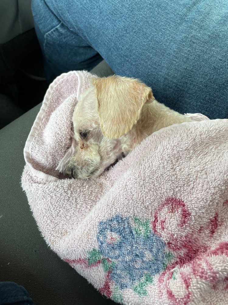 BOW WOW DOG GROOMING Updated September 2024 533 Old Route 33