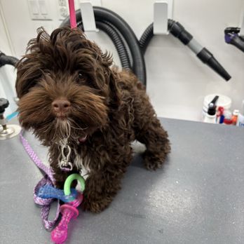 Robertas Mobile Pet Grooming - Before - Pet Groomers Near Me Robertas Mobile Pet Grooming - Before - Pet Groomers Near Me