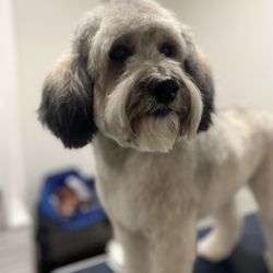 Keeta’s Pet Salon - Full Groom