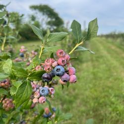 Walnut Ledge Farm - Blueberries