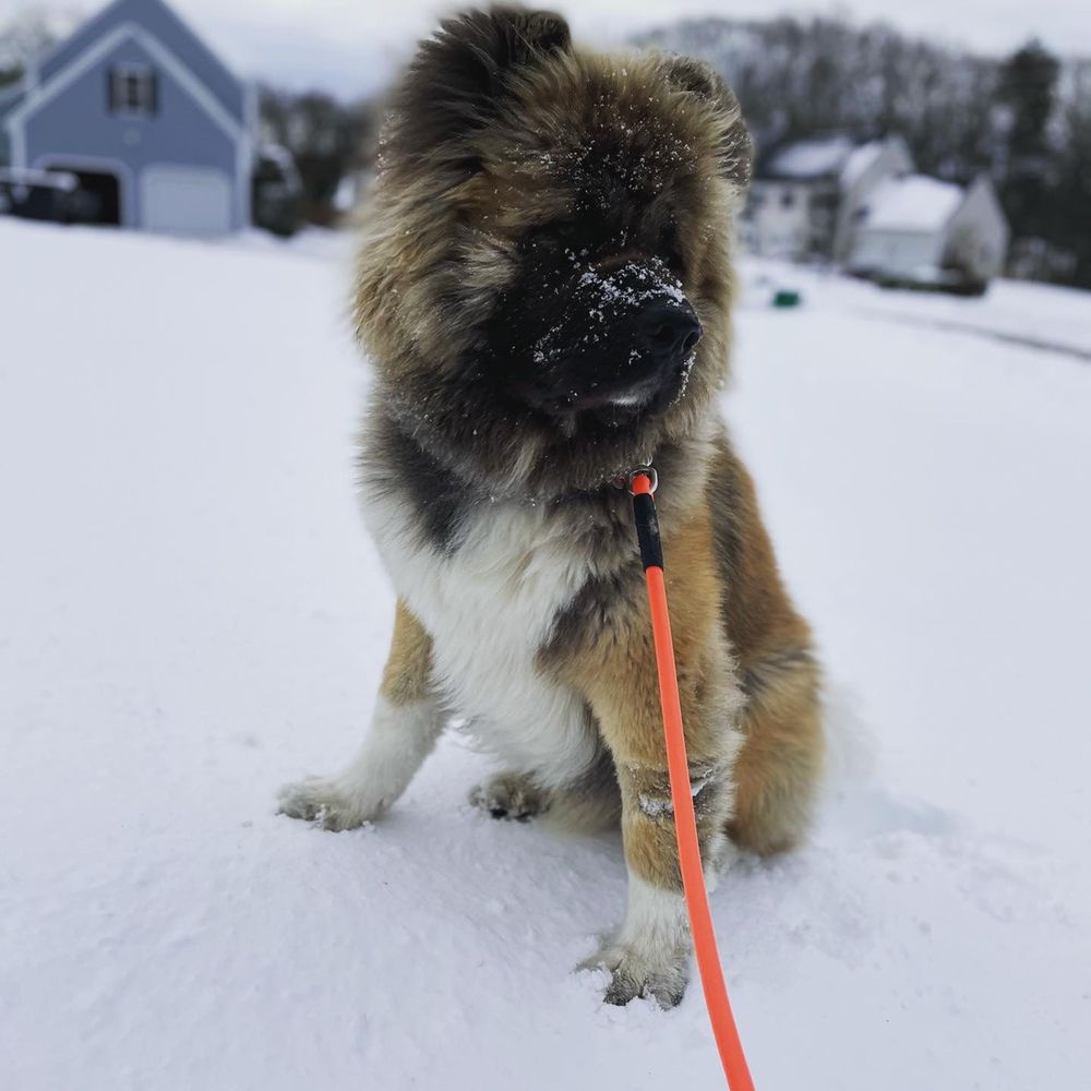 NEW ENGLAND PUPPIES 47 Photos Natick, Massachusetts Pet Adoption