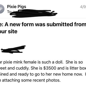 Pixie Pigs - Yes, I purchased the $3500 Pixie Pig, NOT a larger, less expensive pig. - Pet Services Near Me