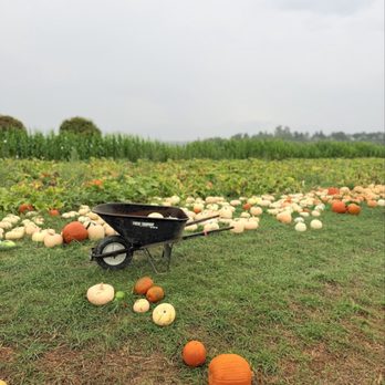 Swans Trail Farms - Pumpkin patch - Pumpkin Patches Near Me - Snohomish, Washington Swans Trail Farms - Pumpkin patch - Pumpkin Patches Near Me - Snohomish, Washington